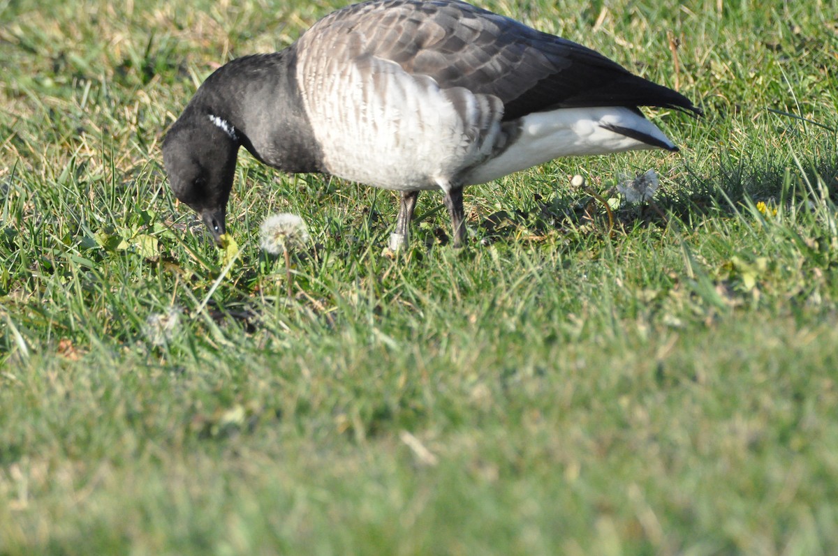 berneška tmavá (ssp. hrota) - ML645409974