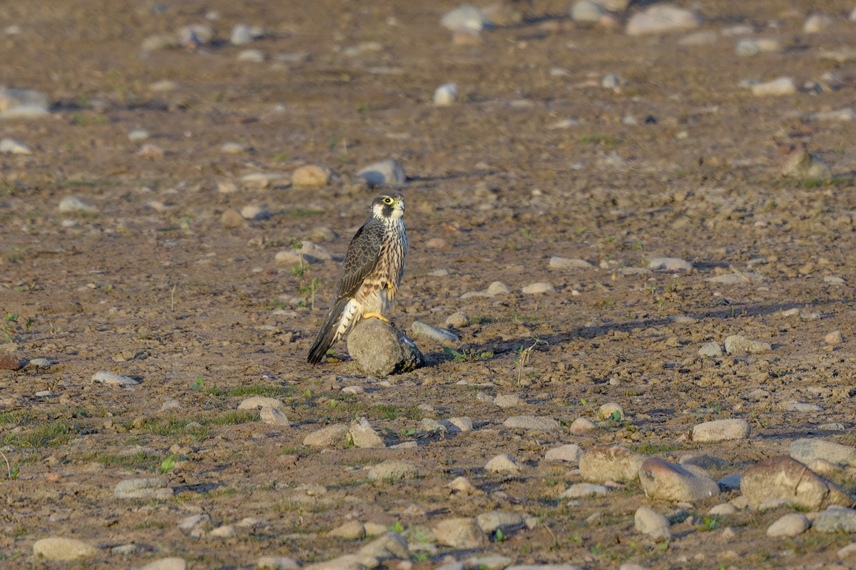 Peregrine Falcon - ML645409986