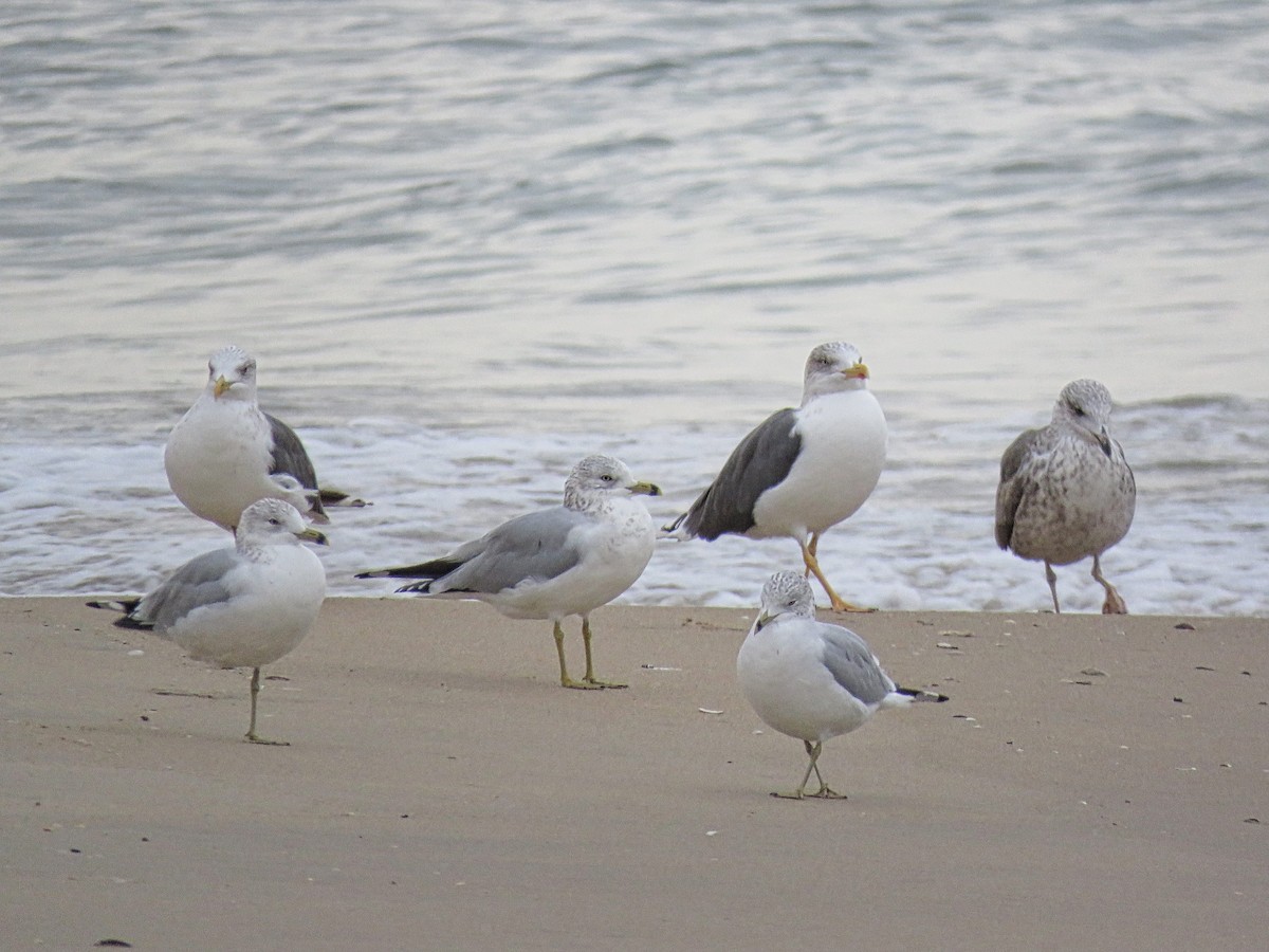Ring-billed Gull - ML645409988