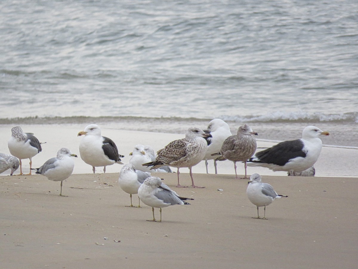 Ring-billed Gull - ML645409989
