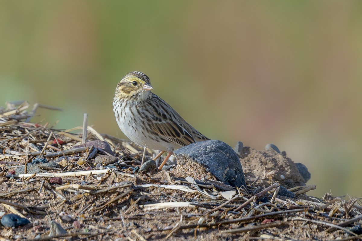 strnadec luční - ML645409994