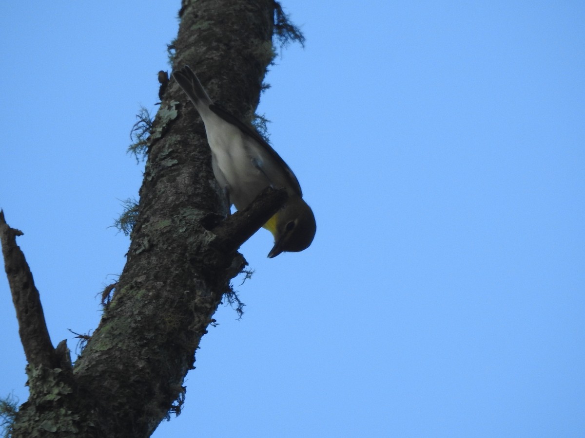 Yellow-throated Vireo - ML645409996