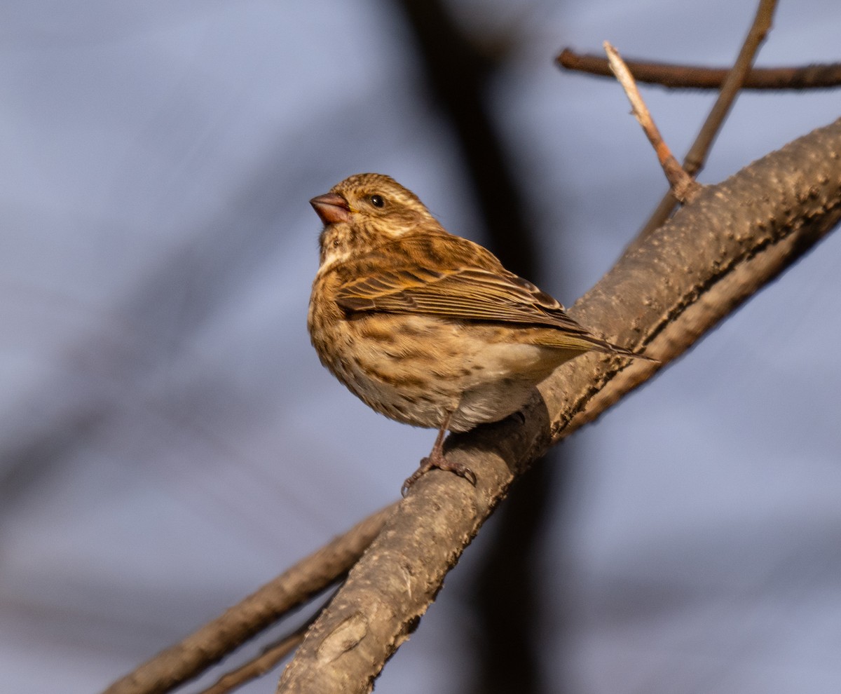 Purple Finch - ML645410003