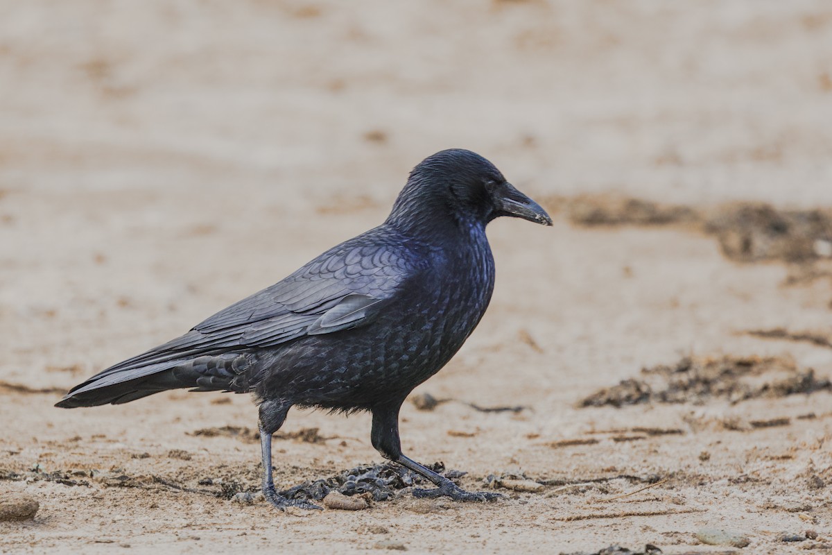 vrána černá - ML645410004