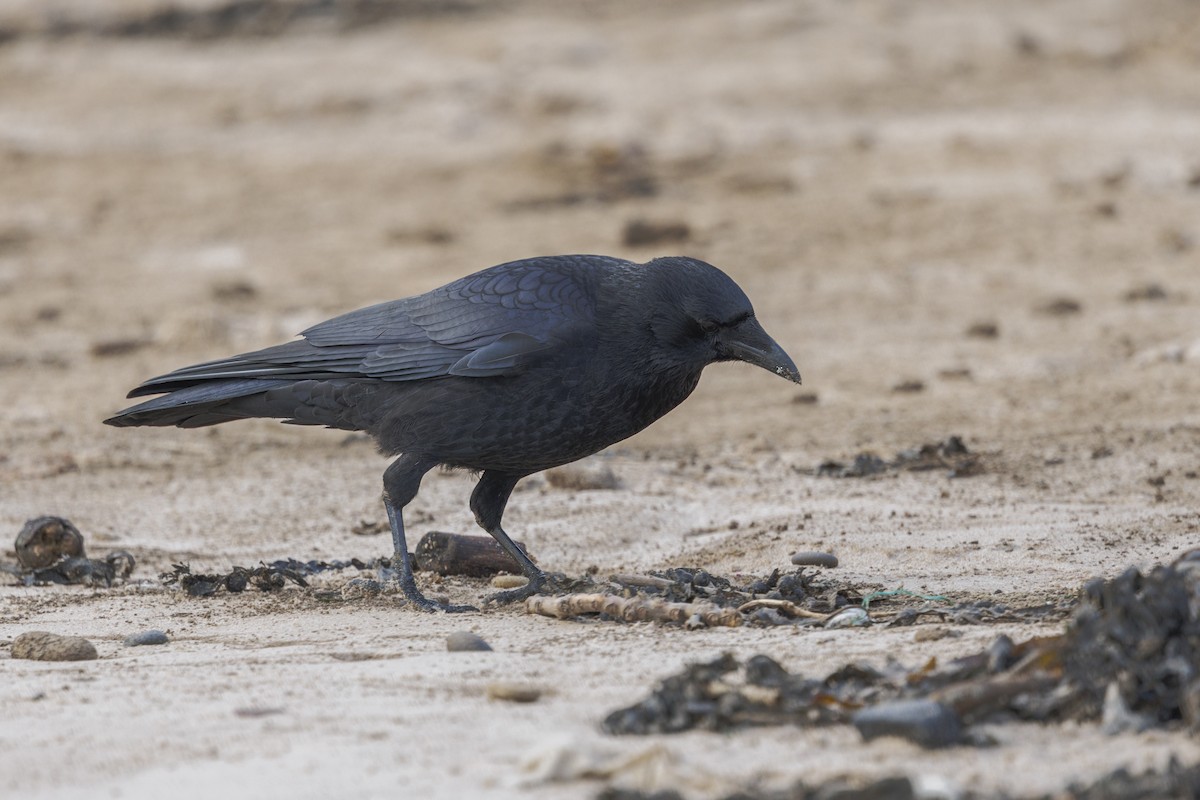 vrána černá - ML645410005