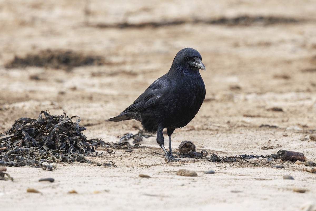 vrána černá - ML645410006