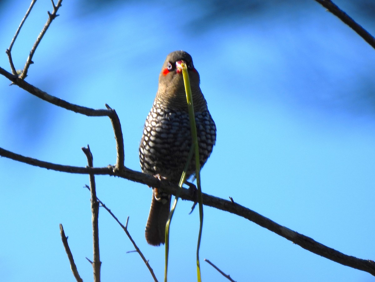 Red-eared Firetail - ML645410007