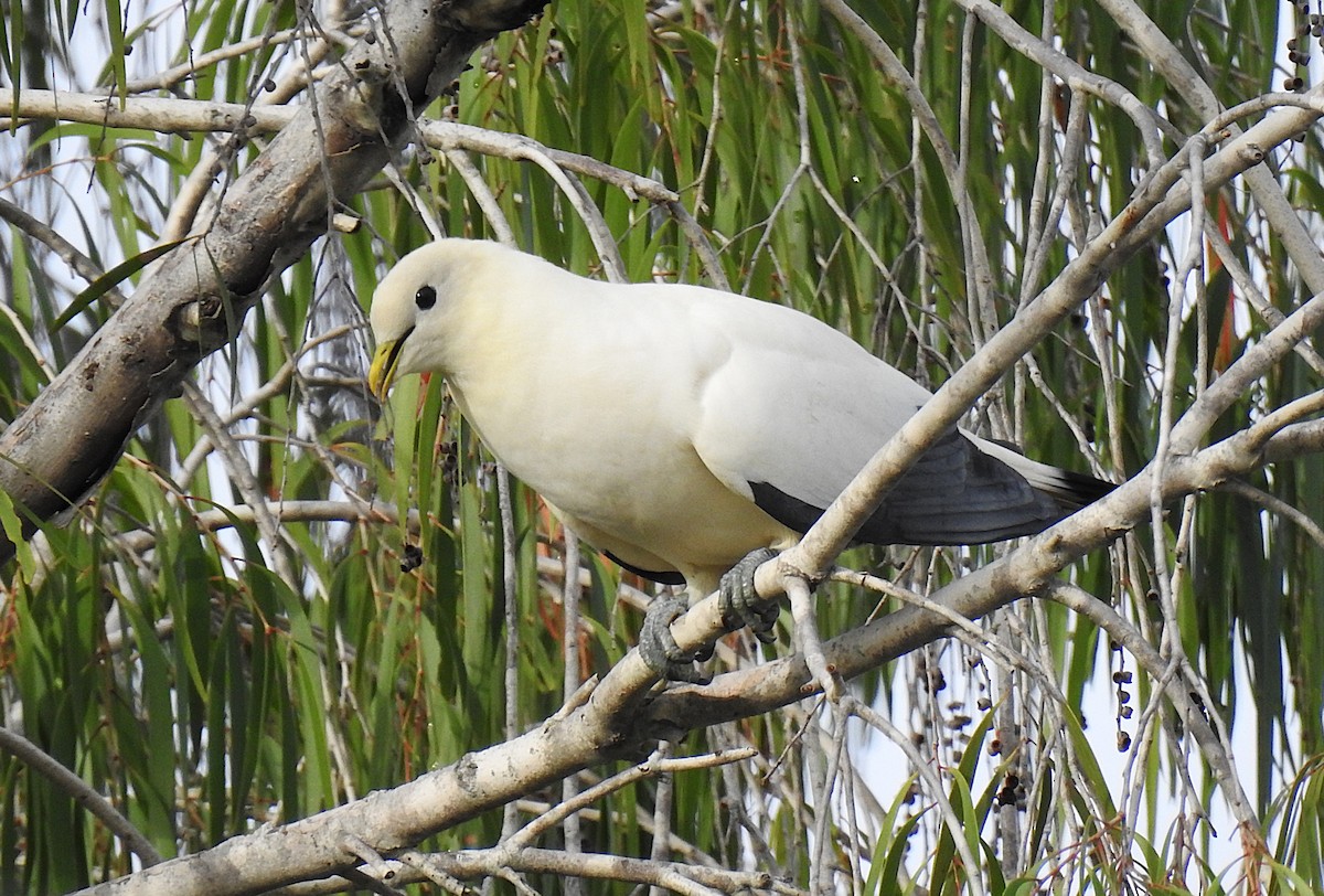 holub pobřežní - ML645410013