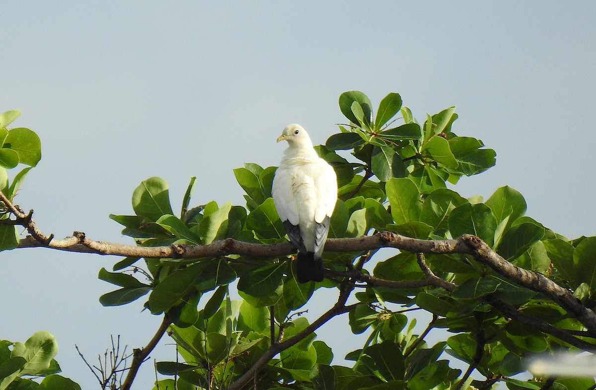 holub pobřežní - ML645410018