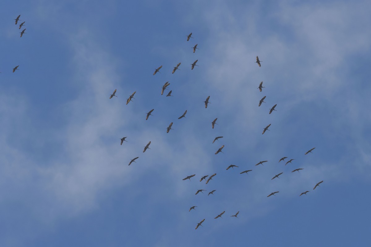 Sandhill Crane - ML645410026