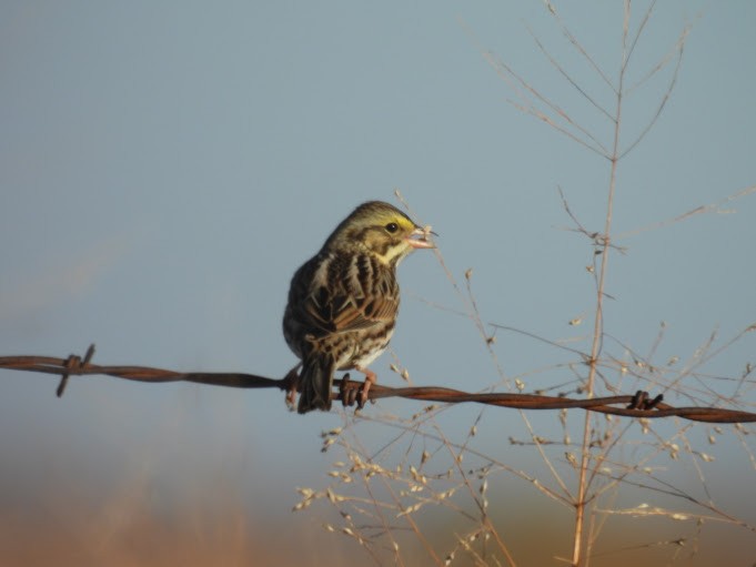 strnadec luční - ML645410036