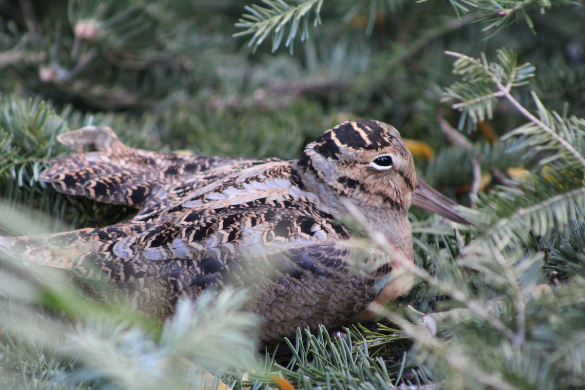 American Woodcock - ML645410037