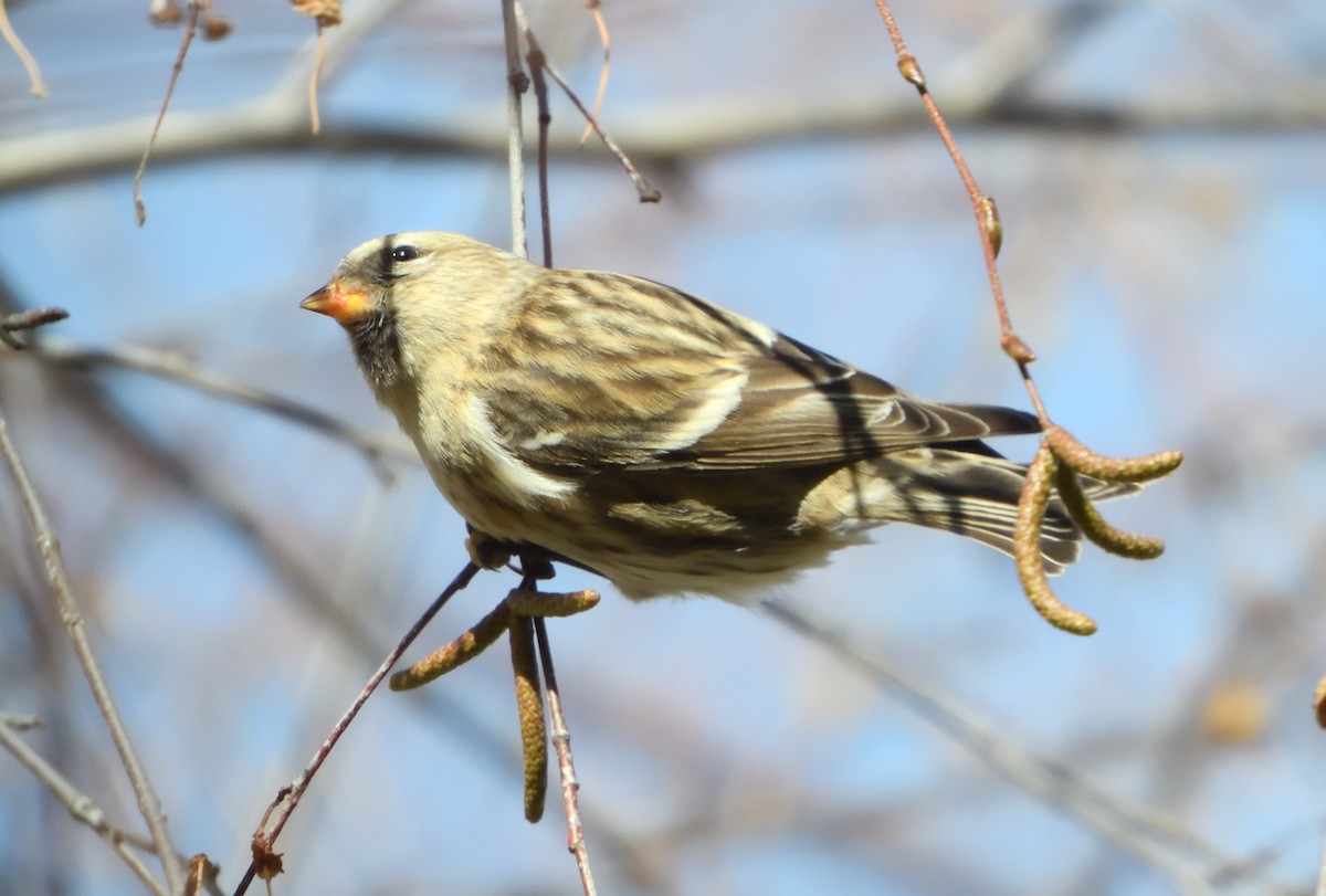 Redpoll (Lesser) - ML645410039