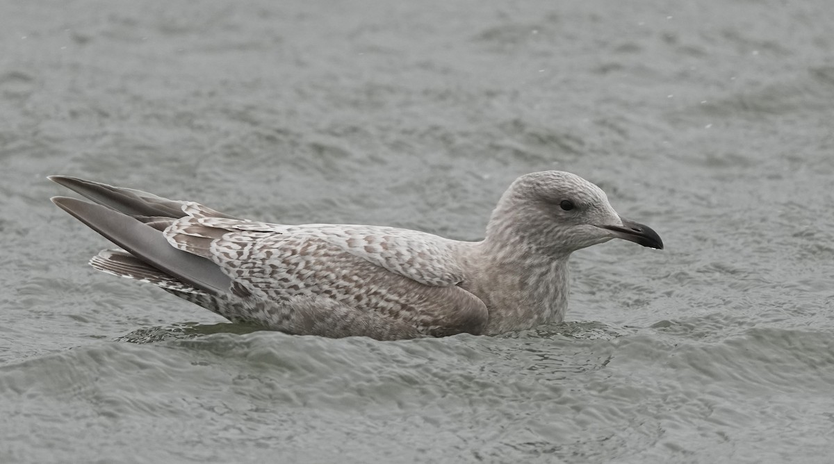 Iceland Gull (Thayer's) - ML645410042