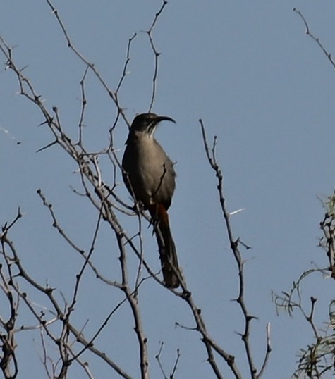 Crissal Thrasher - ML645410046