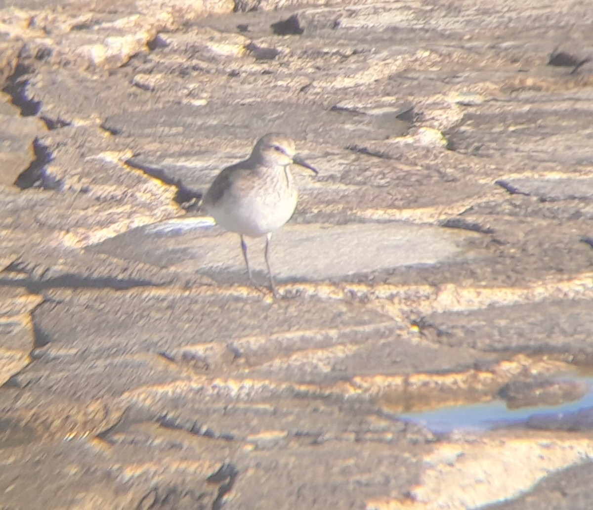 bonapartesnipe - ML645410050