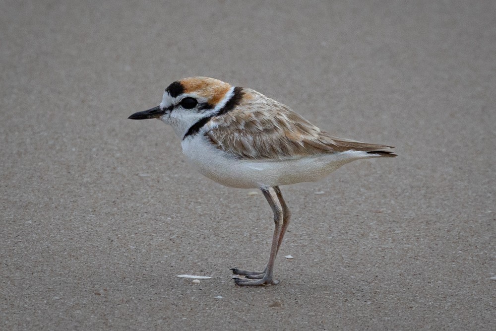 Malaysian Plover - ML645410051