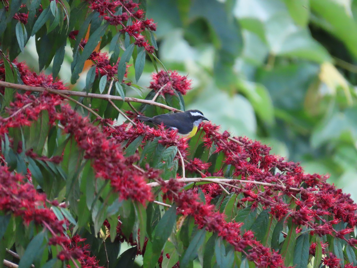 Sucrier à ventre jaune - ML645410053