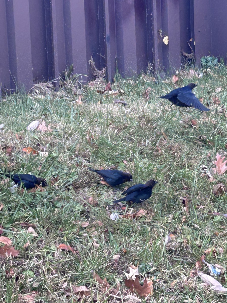 brunhodetrupial - ML645410054