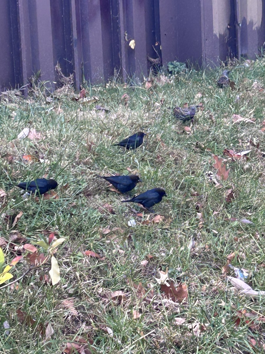 brunhodetrupial - ML645410055