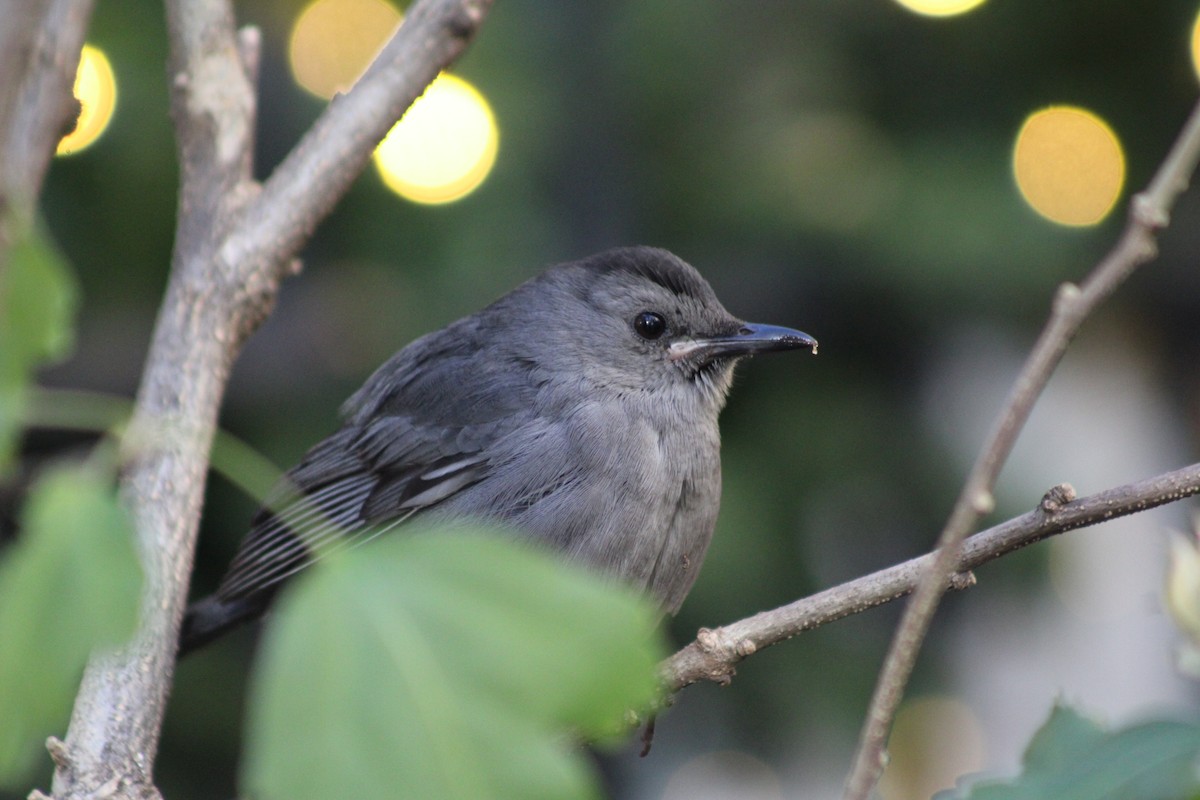 Gray Catbird - ML645410056