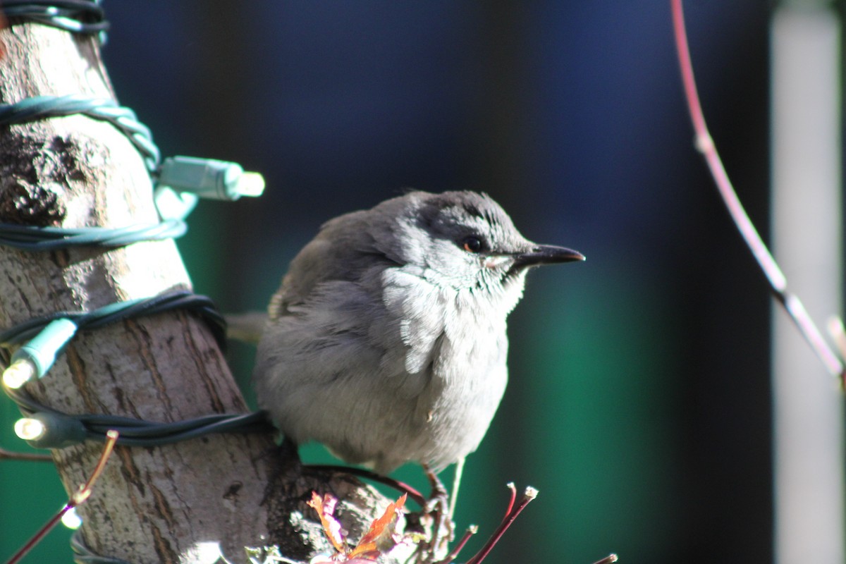 Gray Catbird - ML645410057