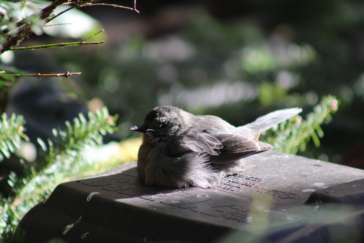 Gray Catbird - ML645410058