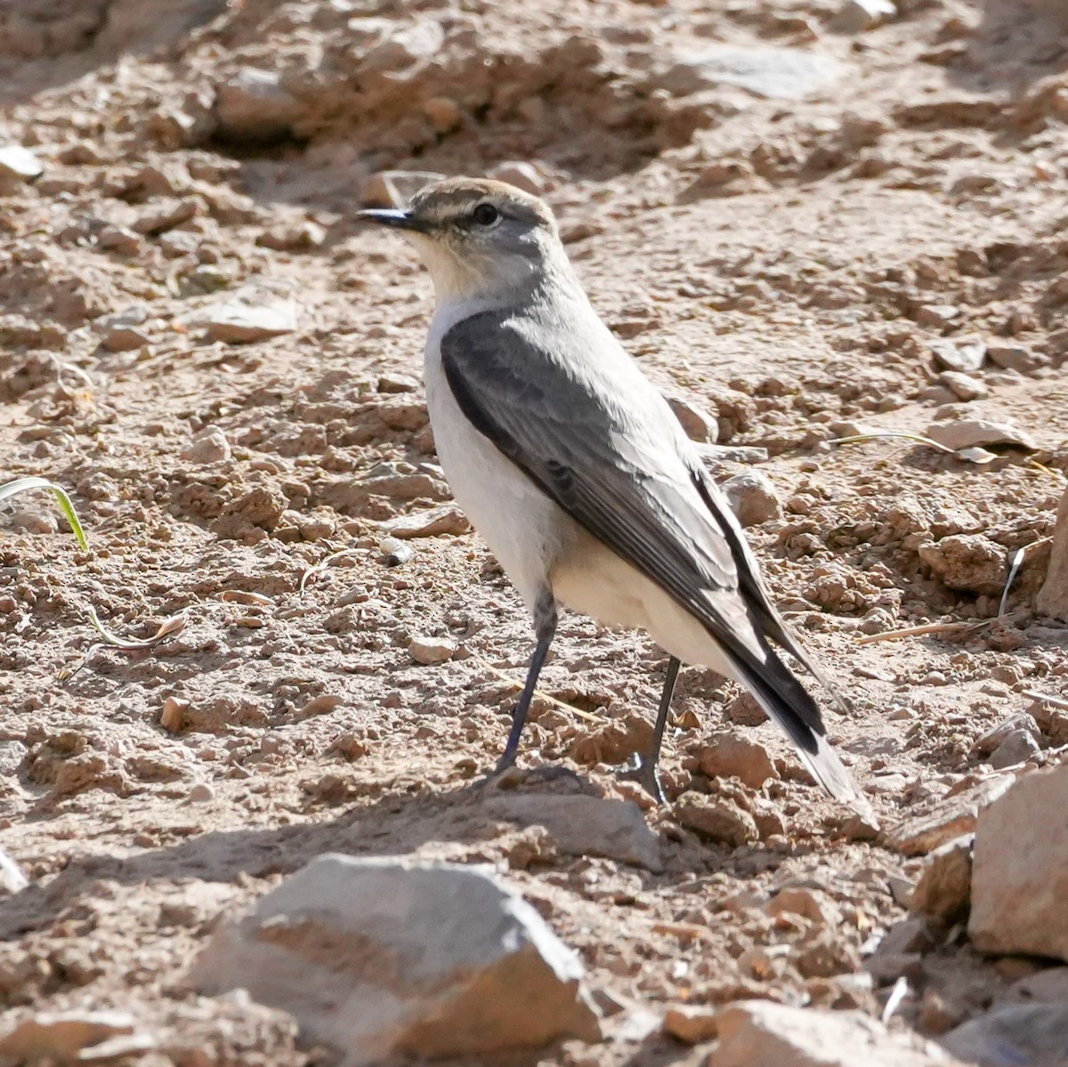 Cinereous Ground-Tyrant - ML645410060