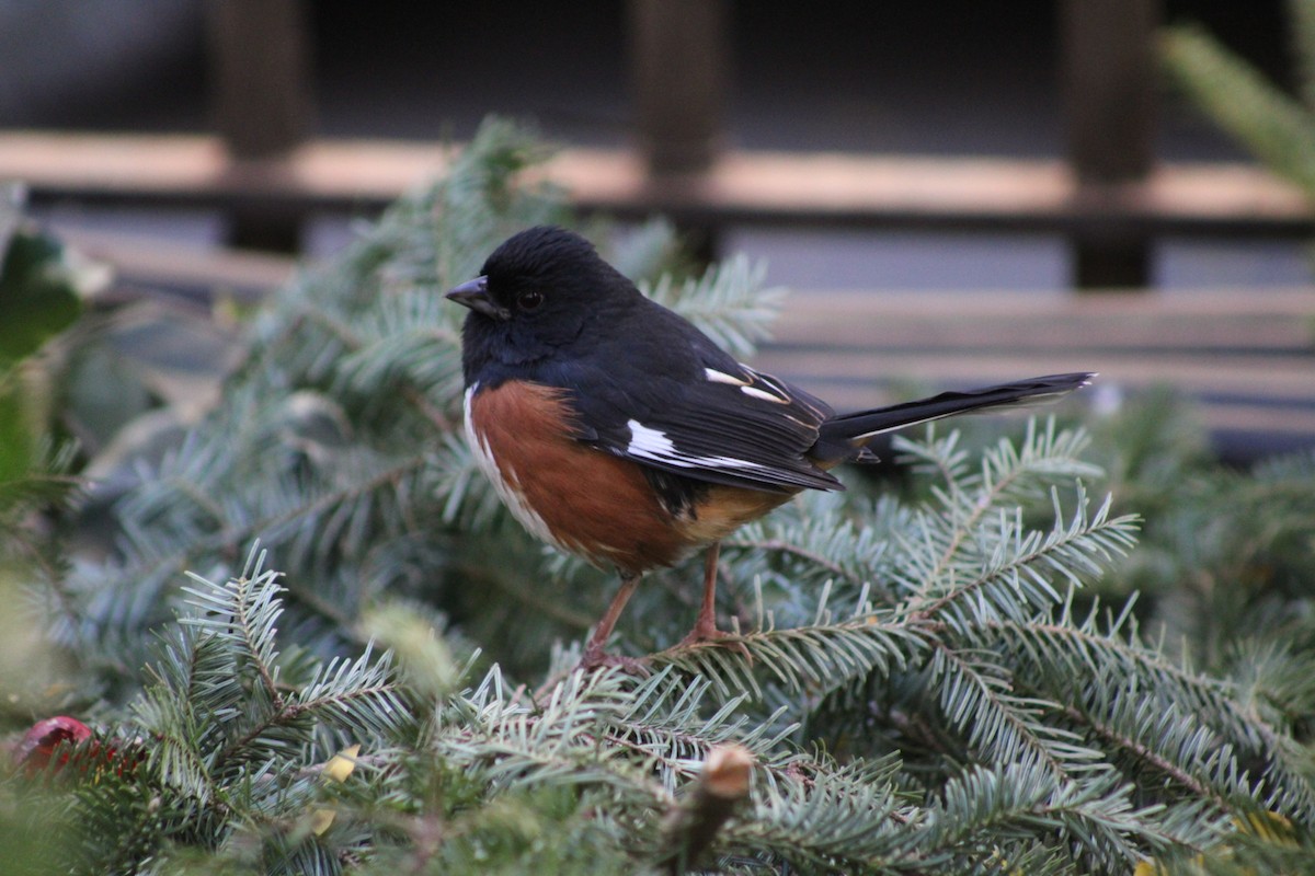 Eastern Towhee - ML645410065