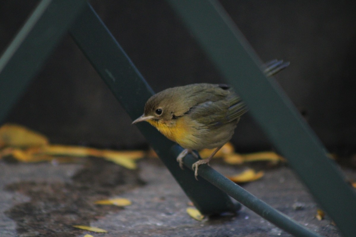 Common Yellowthroat - ML645410071