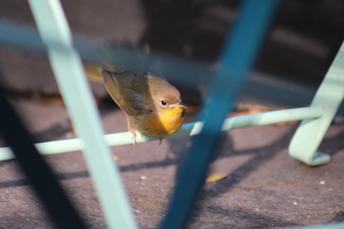 Common Yellowthroat - ML645410072