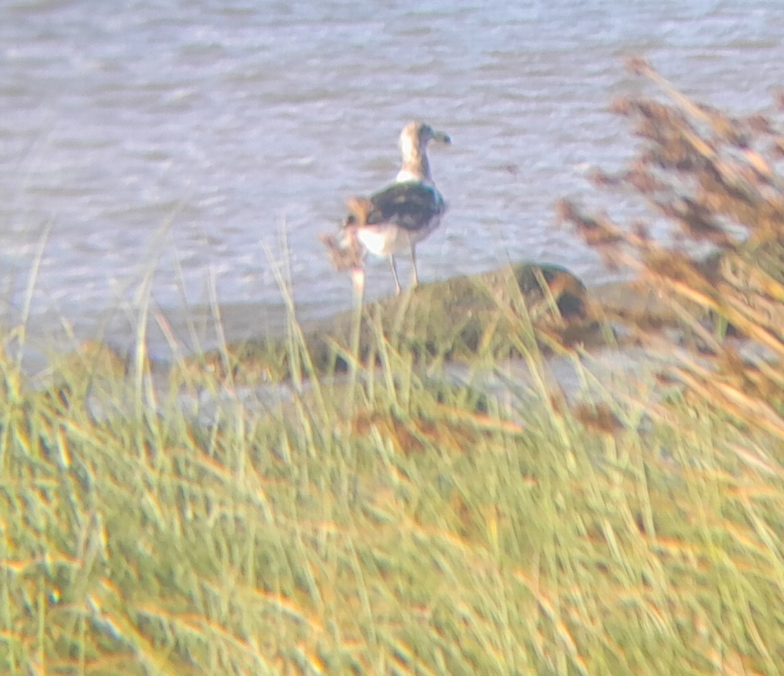 Olrog's Gull - ML645410074