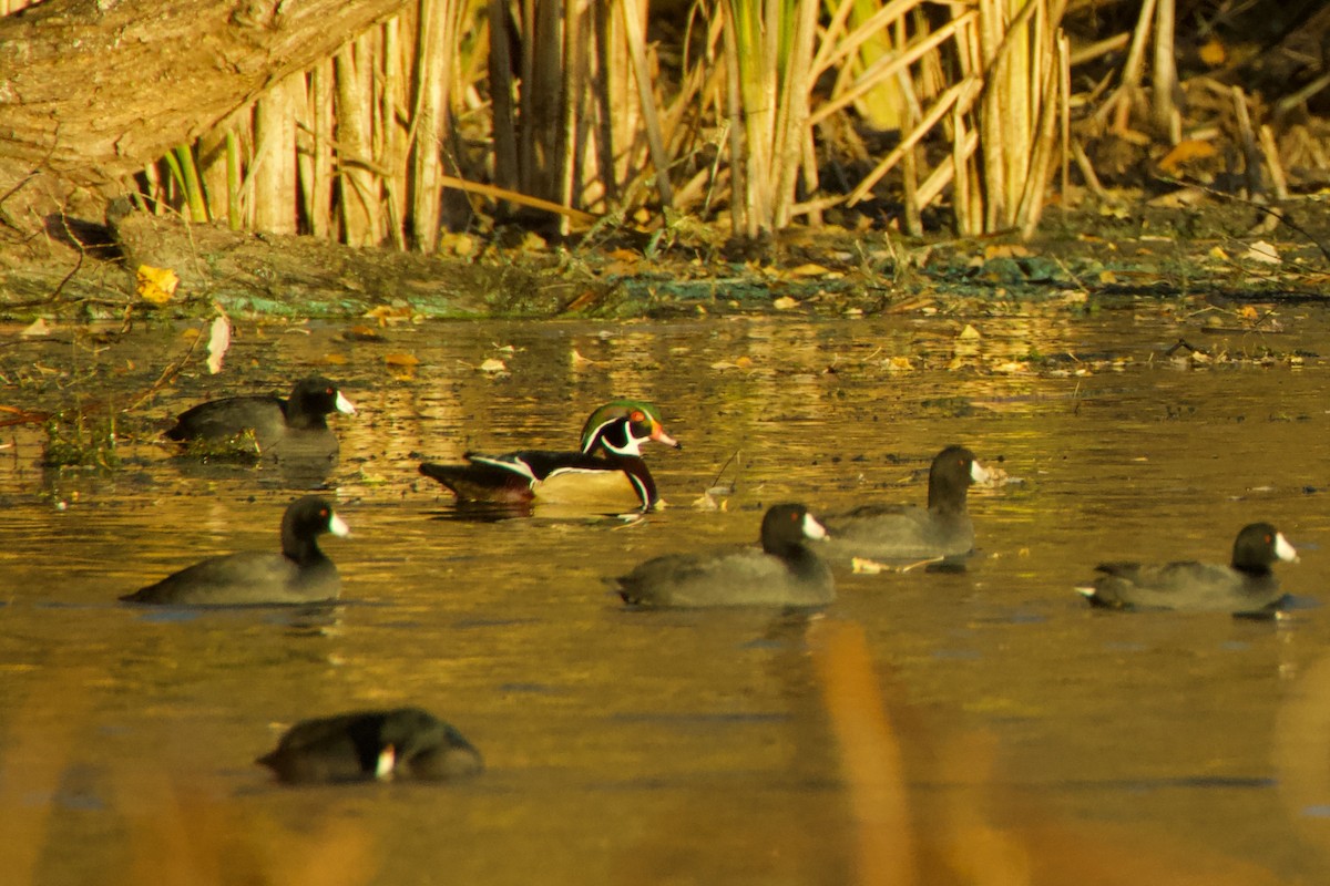 kachnička karolínská - ML645410080