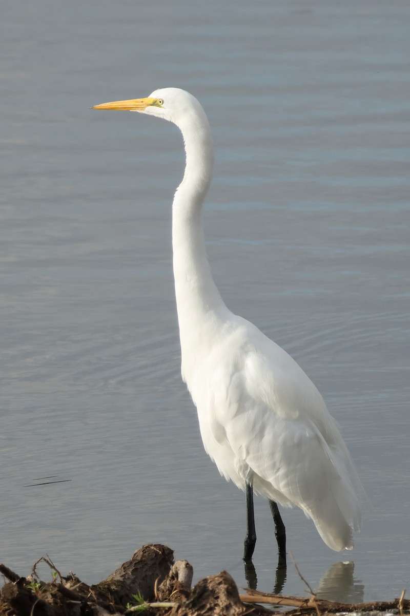 Koartza zuria - ML645410087