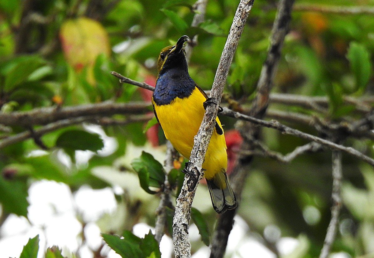 Sahul Sunbird - ML645410090