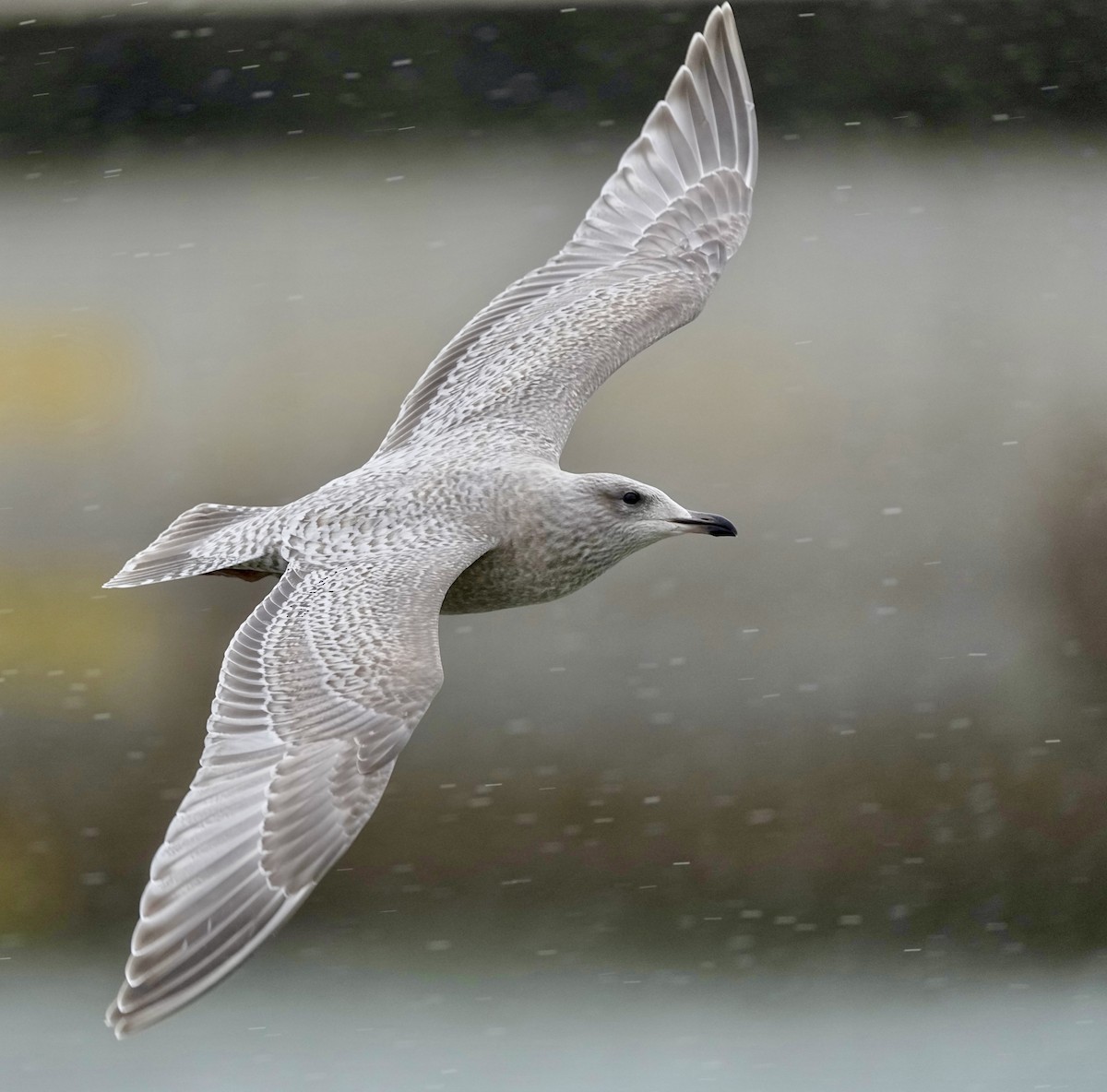 Iceland Gull (Thayer's) - ML645410091