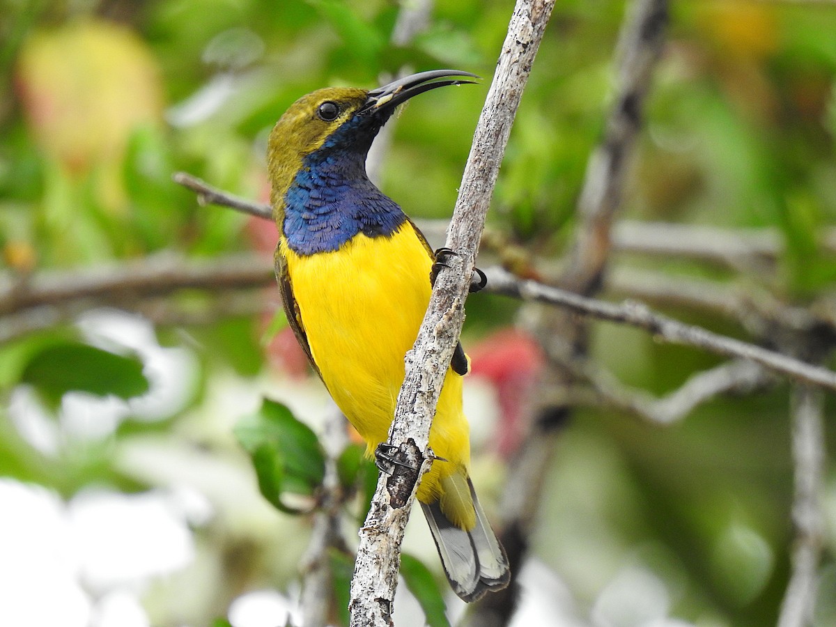 Sahul Sunbird - ML645410092