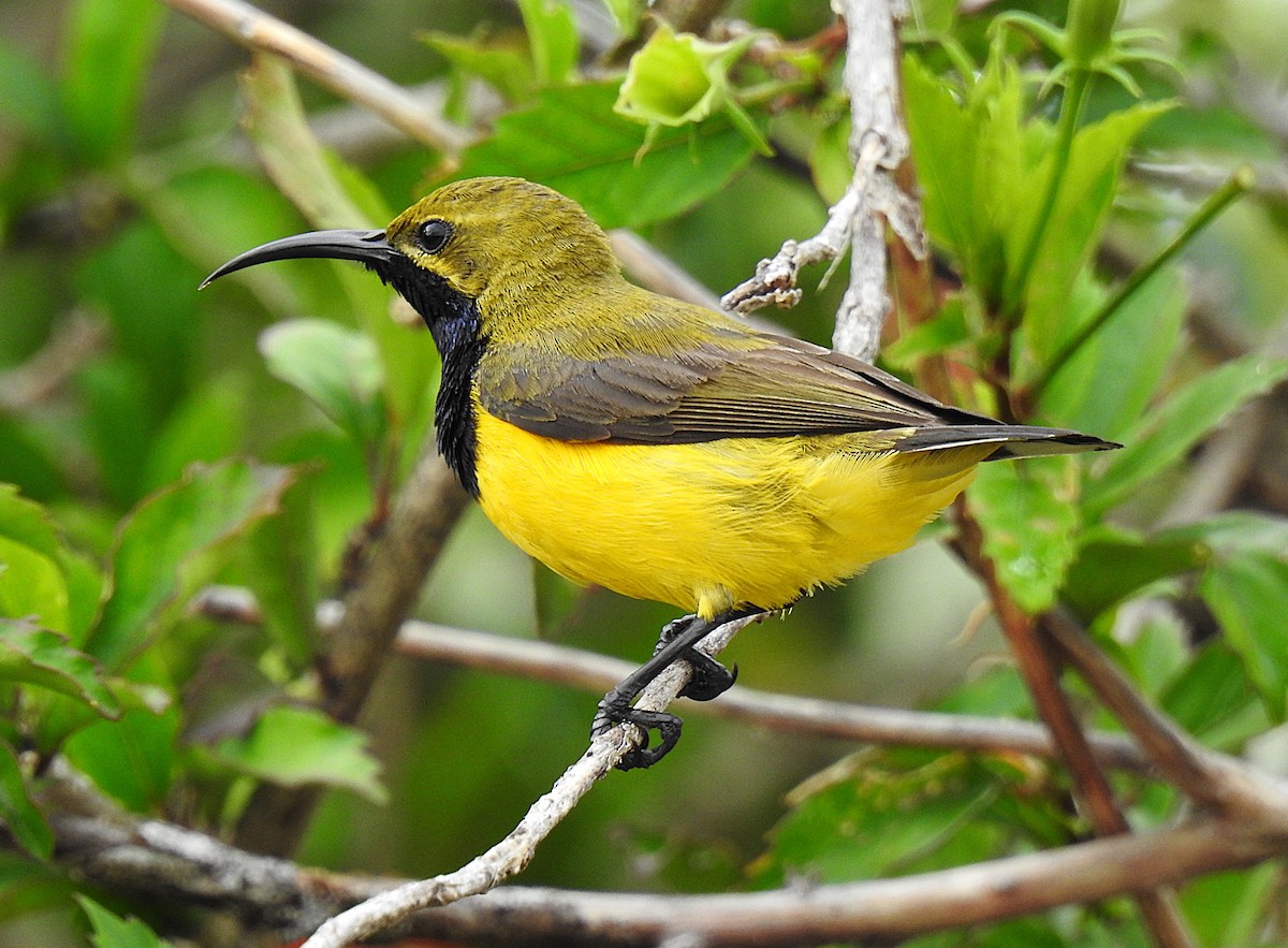 Sahul Sunbird - ML645410096