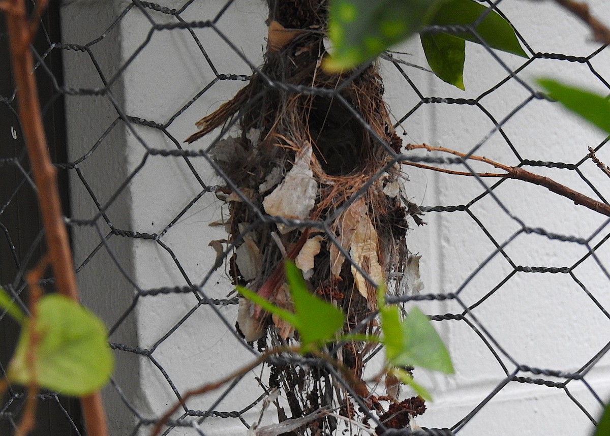 Sahul Sunbird - ML645410105