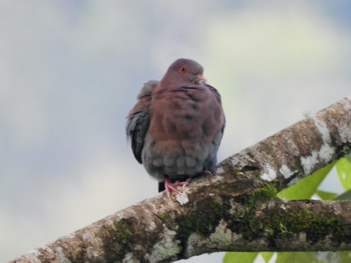 Red-billed Pigeon - ML645410109