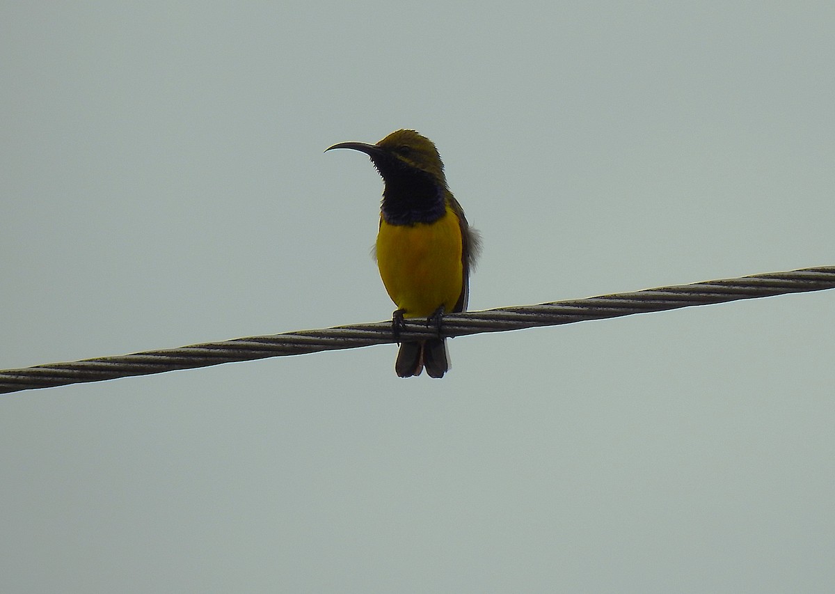 Sahul Sunbird - ML645410110