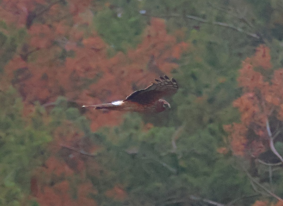 Hen Harrier - ML645410120