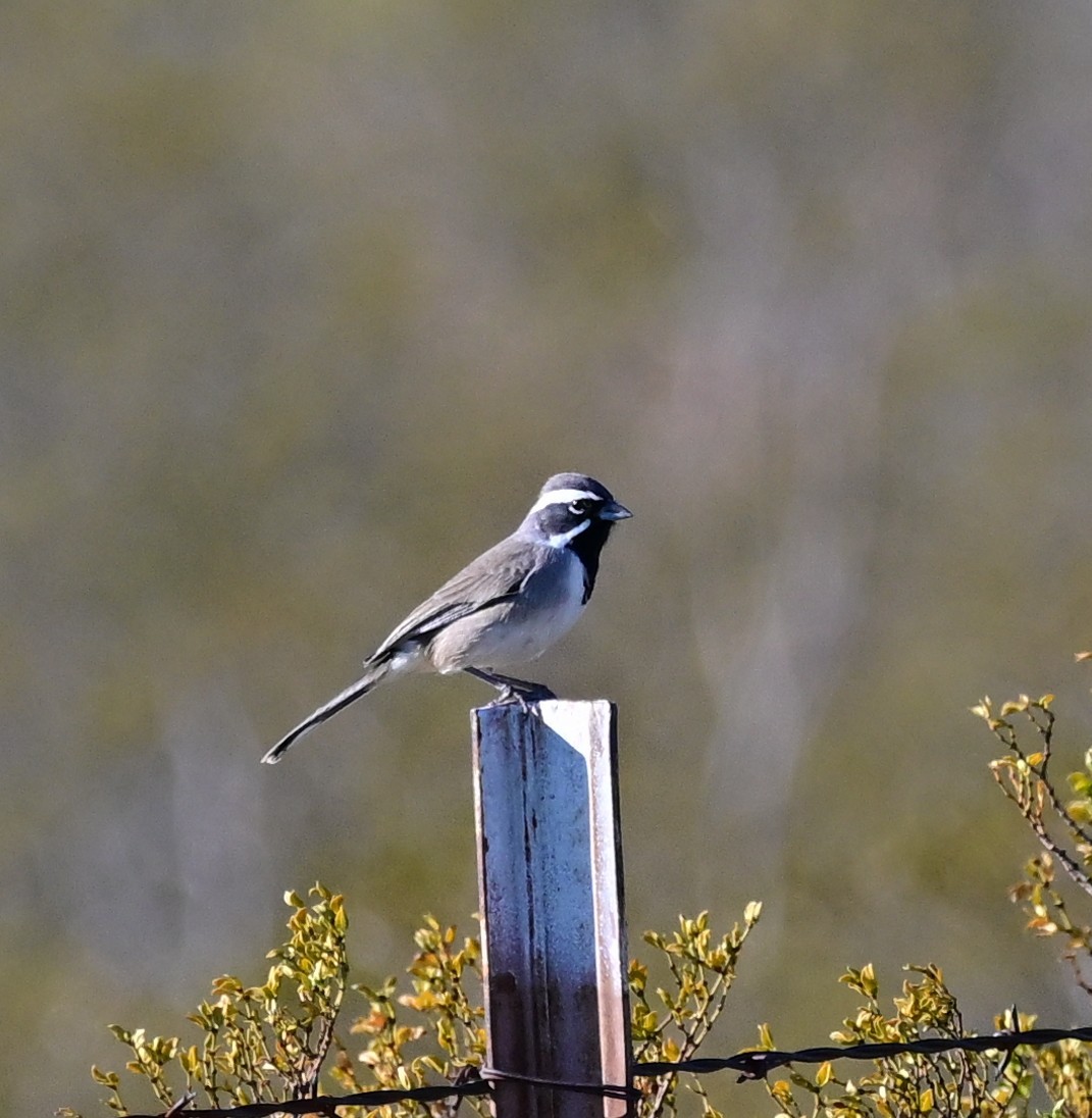 Black-throated Sparrow - ML645410122