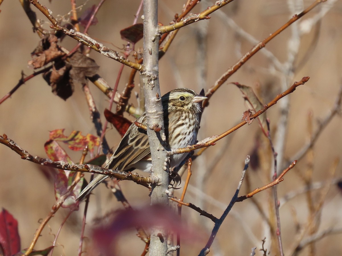 strnadec luční [skupina sandwichensis] - ML645410125