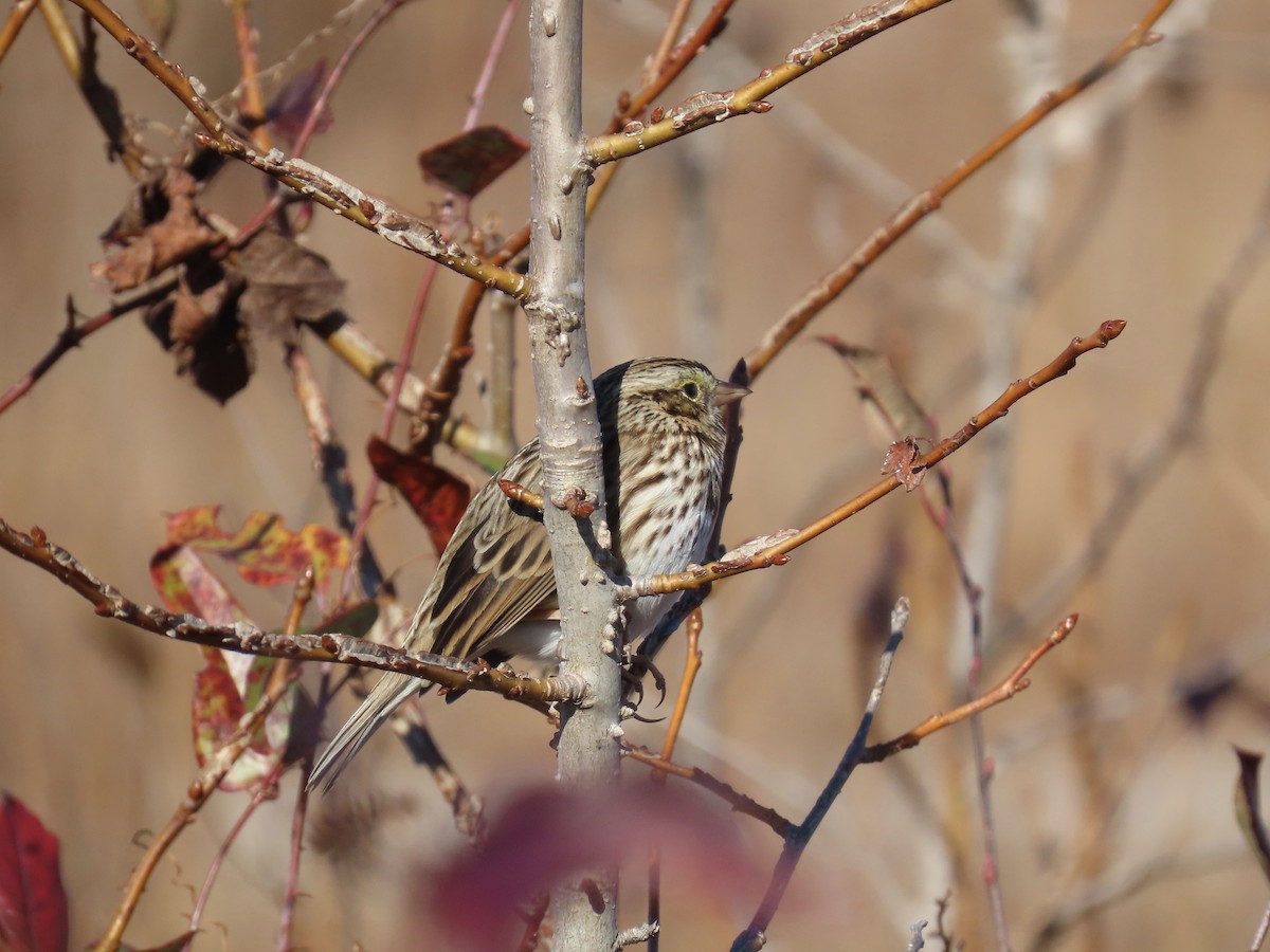 strnadec luční [skupina sandwichensis] - ML645410126