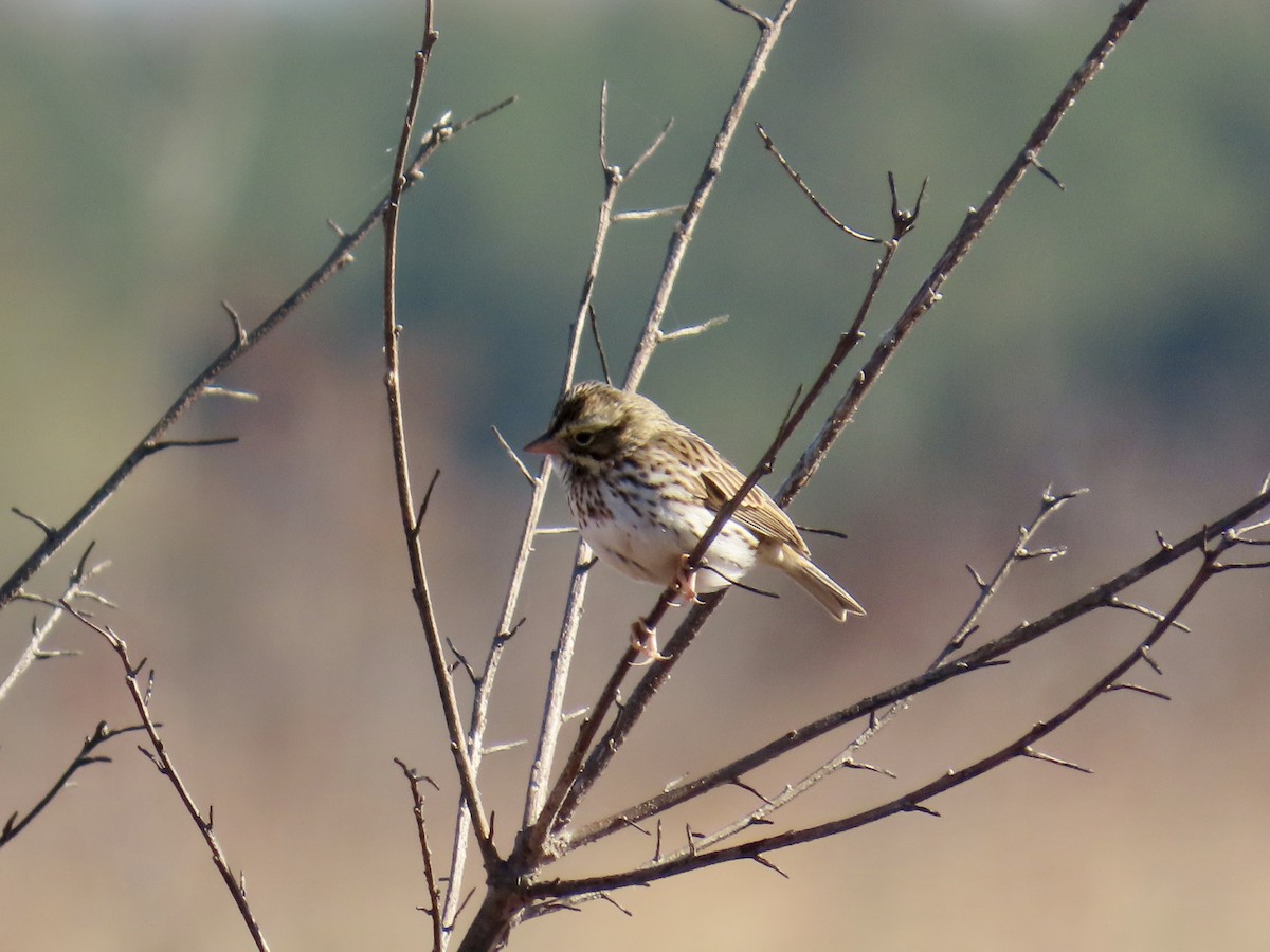 strnadec luční [skupina sandwichensis] - ML645410128