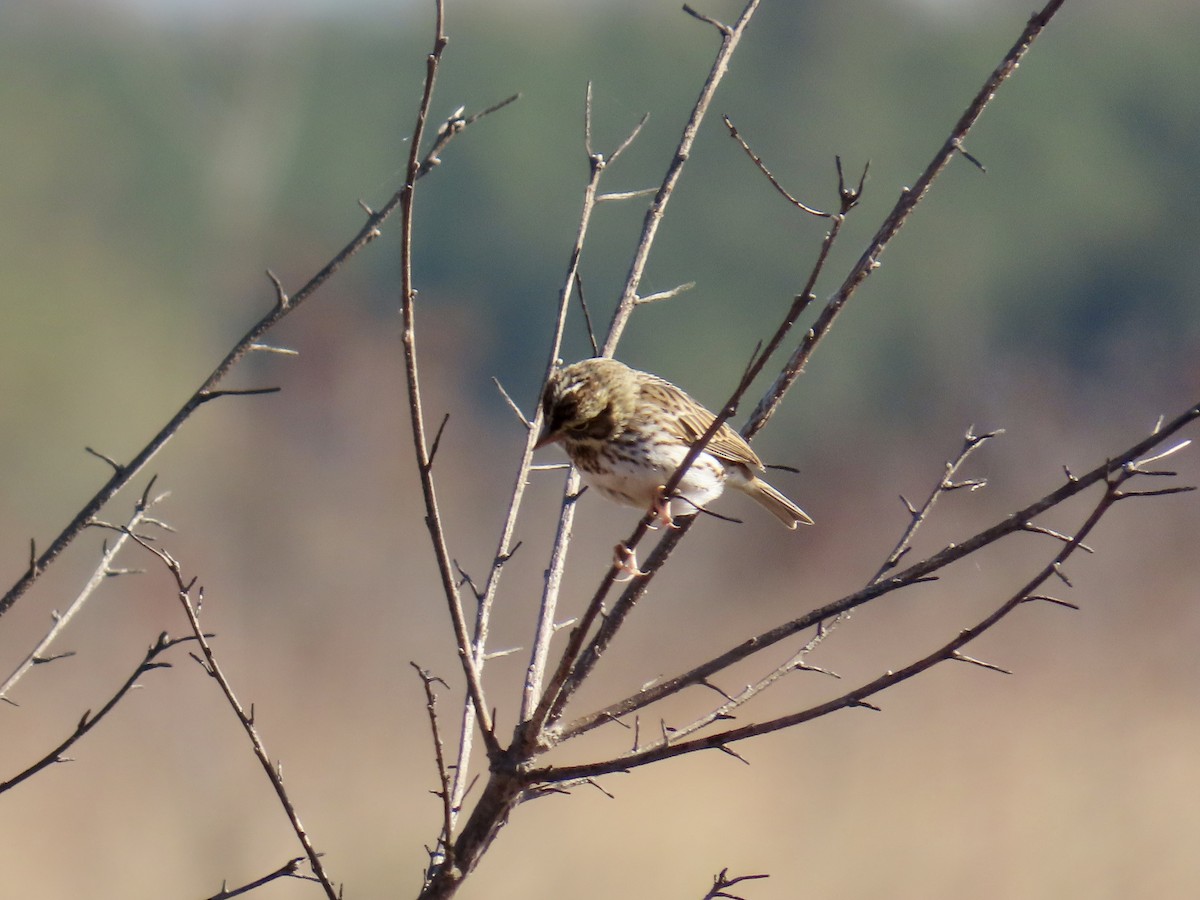 strnadec luční [skupina sandwichensis] - ML645410129