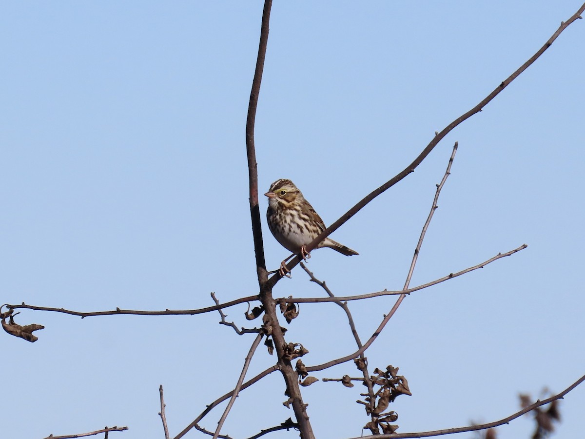 strnadec luční [skupina sandwichensis] - ML645410132