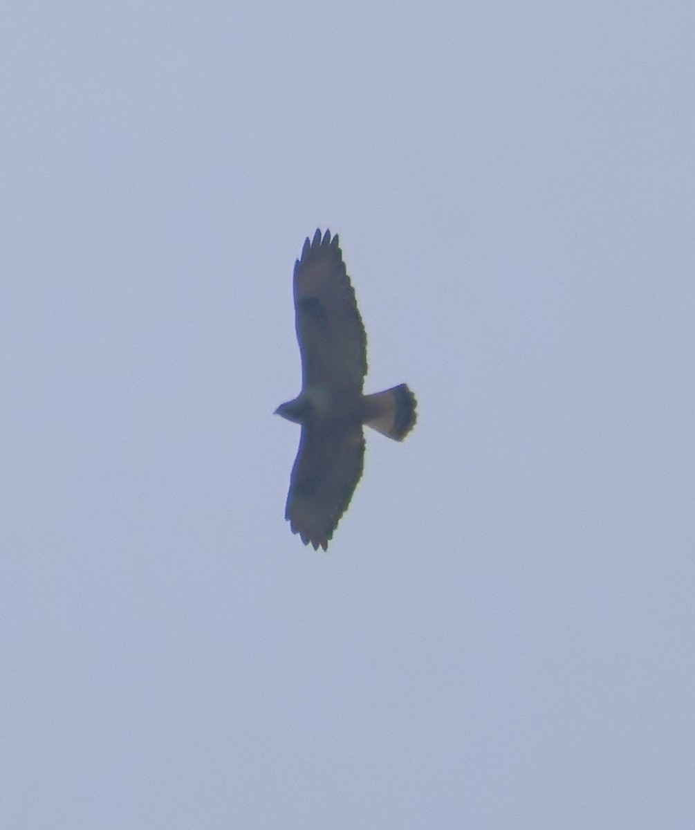 Rough-legged Hawk - ML645410133