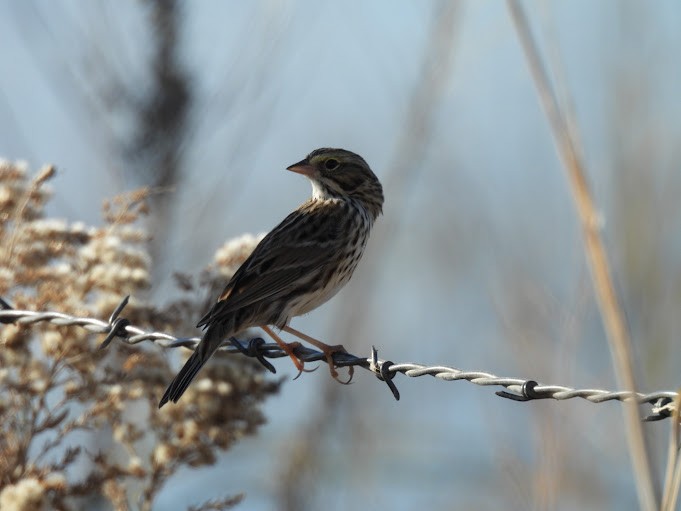 strnadec luční - ML645410138